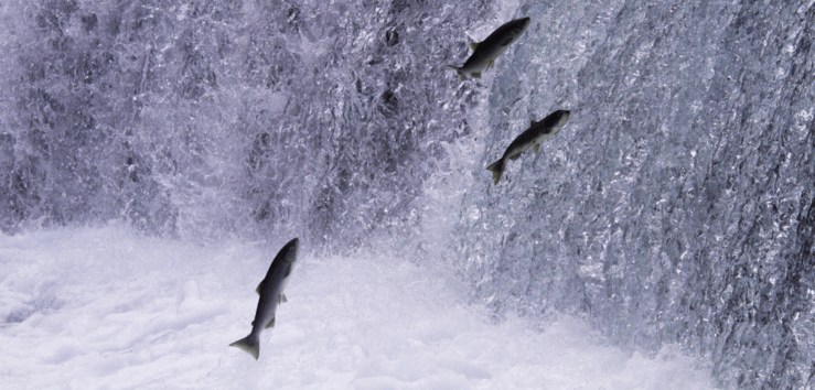 Sé valiente contra la corriente: solo los peces muertos nadan con la corriente